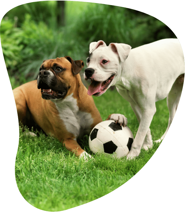 Home Dog Boarding Near Me