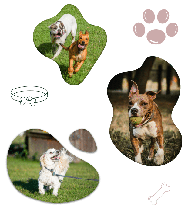 About The Mutts Nuts