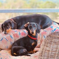 the_mutts_nuts.__1758350269_3725634550291994225_71780695464