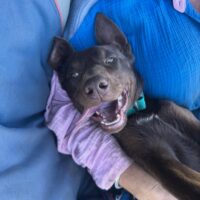 the_mutts_nuts.__1760658792_3744999844688900338_71780695464