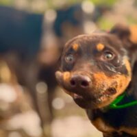 the_mutts_nuts.__1761599982_3752895117704500395_71780695464