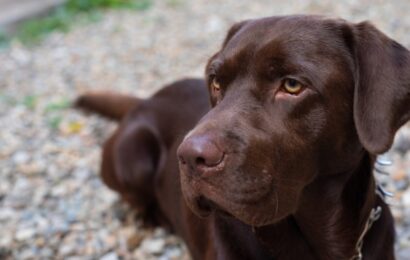 Can Anxiety Training for Dogs Help Your Dog Feel Safe Again Chocolate Labrador resting calmly during anxiety training for dogs in a secure outdoor space.