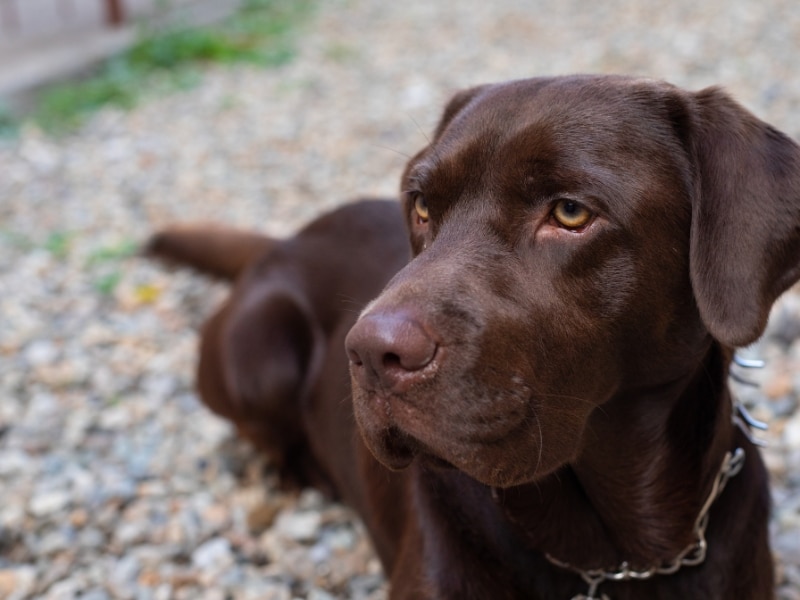 Chocolate Labrador resting calmly during anxiety training for dogs in a secure outdoor space.