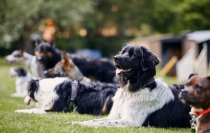 Can Basic Dog Training Help Stop Unwanted Behaviours Group of well-behaved dogs practising dog training basics on a grassy field.