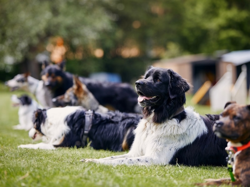 Group of well-behaved dogs practising dog training basics on a grassy field.