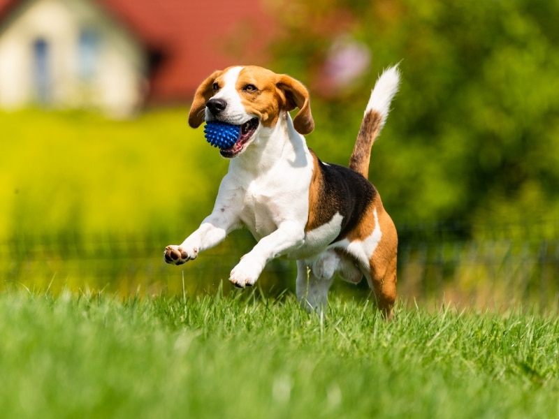 Happy dog playing outdoors before boarding a dog for a week at a trusted facility.