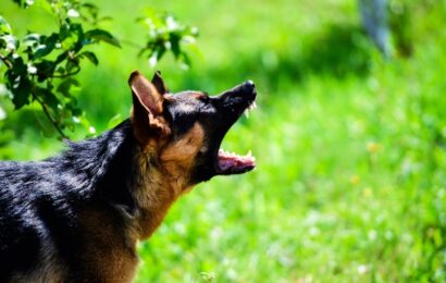 How Can You Board an Aggressive Dog with Kindness German Shepherd barking outdoors, showing behaviours considered when boarding an aggressive dog.