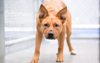 How Does Dog Kennel Anxiety Affect Boarding Comfort Labrador walking through boarding facility while experiencing mild dog kennel anxiety.