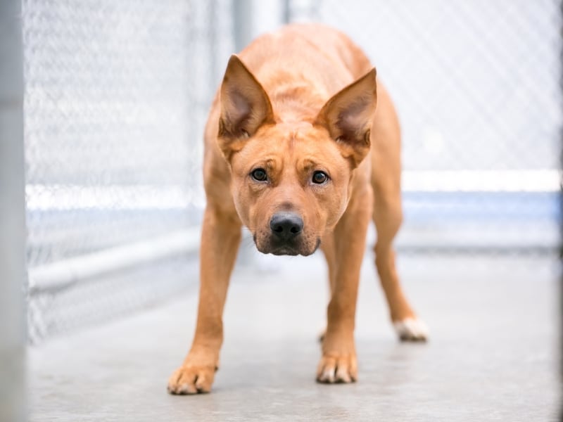 Labrador walking through boarding facility while experiencing mild dog kennel anxiety.