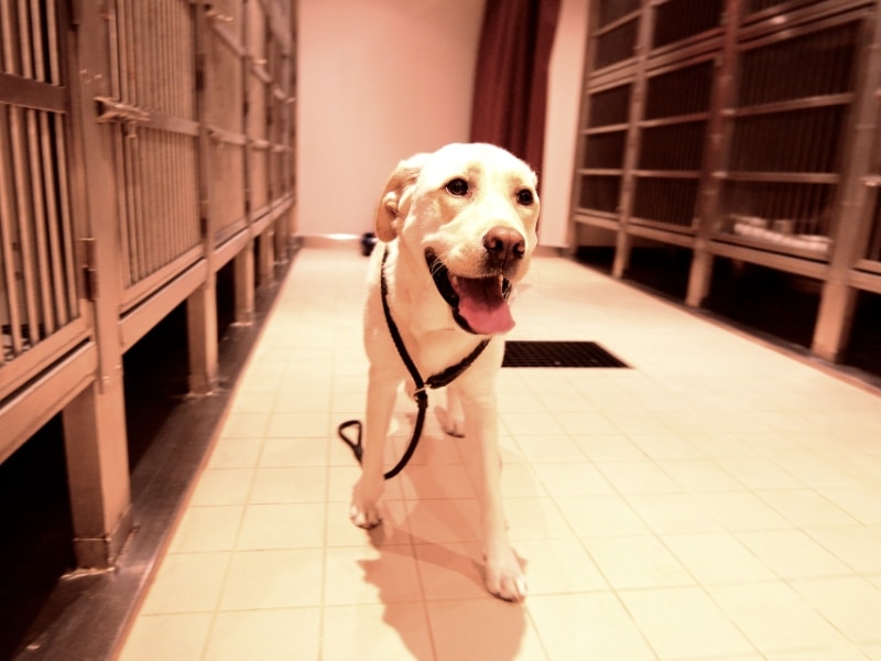 Anxious dog standing in kennel enclosure showing behaviours linked to dog kennel anxiety.