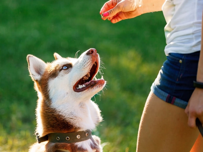 Husky responding to positive reinforcement while learning dog training basics.