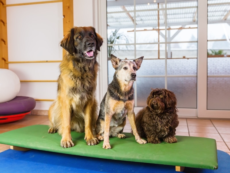 Group of dogs relaxing indoors, showing environment typical when boarding a dog for a week.