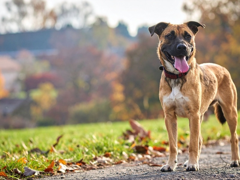 Dog standing alert in park, showing results of consistent dog training basics.