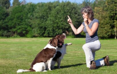 When Should You Start Dog Whistle Training Your Puppy Trainer signalling commands to dogs during dog whistle training outdoors.