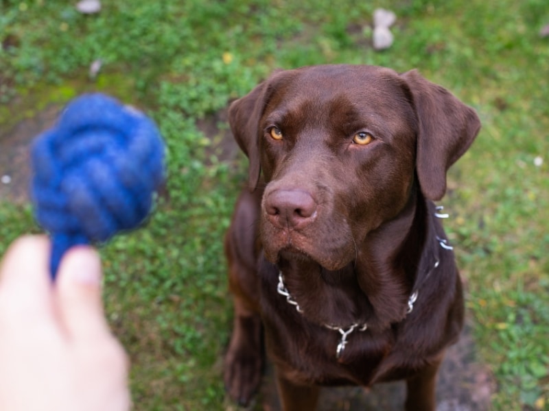 Labrador focusing on a toy during anxiety training for dogs to build confidence.