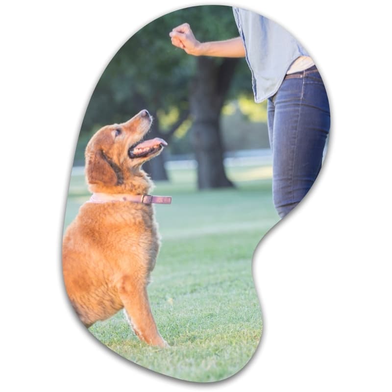 Golden Retriever sitting on grass while receiving a hand signal from trainer, demonstrating Dog Training in Yandaran.