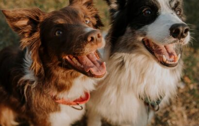 Positive Reinforcement and Your Puppy’s First 12 Months in Queensland Dog training with two Border Collies sitting attentively and awaiting rewards outdoors.