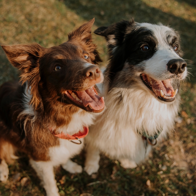 Dog training with two Border Collies sitting attentively and awaiting rewards outdoors.