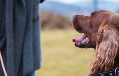 Dog training session with a dog focusing on its handler outdoors during leash practice.