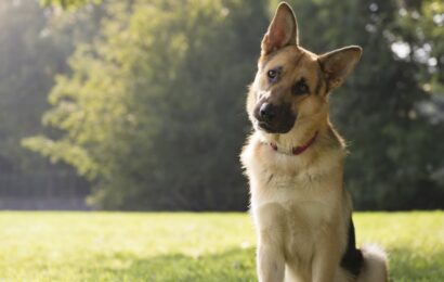 Dog training with a German Shepherd sitting calmly in a park awaiting a sit command.