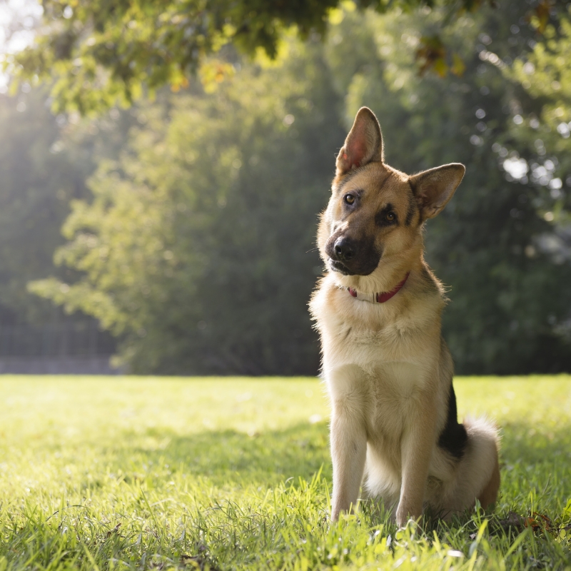Dog training with a German Shepherd sitting calmly in a park awaiting a sit command.