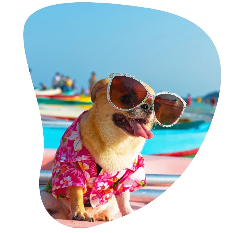 Small dog in a floral shirt and oversized sunglasses at the Mooloolaba , promoting fun and trusted Dog Boarding in Sydney.