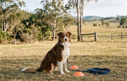 Board-and-Train vs Weekly Dog Training Classes Which Suits Your Dog Board-and-train dog training session on a Queensland farm