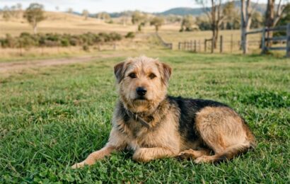 Why Farm Life Helps Anxious Dogs Settle A relaxed dog settling peacefully on a spacious farm