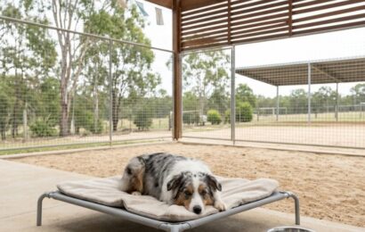How Do Dogs Get Kennel Cough, and How Does It Spread Dog in a clean open space illustrating how kennel cough spreads